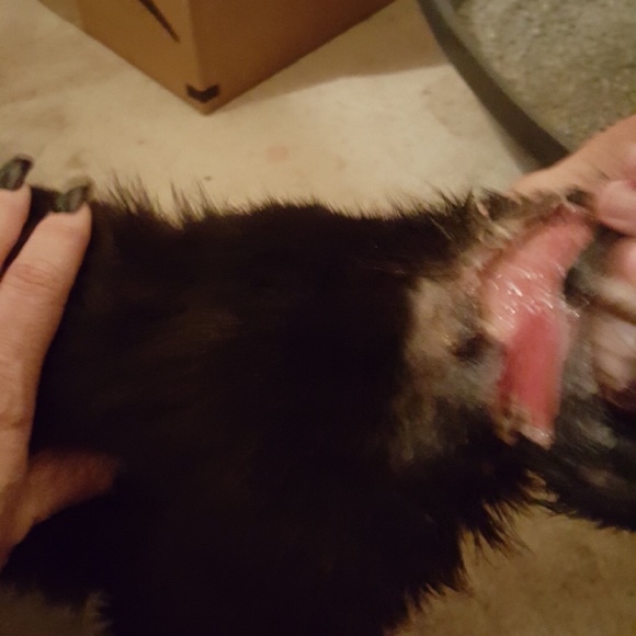 New Rescue - Picture 3 of 6